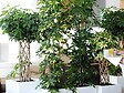 BLOOMIQUE - Schefflera Arboricola - Arbre ombrelle - Plantes d’intérieur - Dépolluante - H. 60-80 cm - P. 19 cm - vignette
