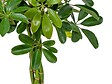 BLOOMIQUE - Schefflera Arboricola - Arbre ombrelle - Plantes d’intérieur - Dépolluante - H. 60-80 cm - P. 19 cm - vignette