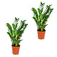 BLOOMIQUE - Lot de 2 - Zamioculcas Zamiifolia - Zamioculcas - Plante d’intérieur - H. 50-60 cm - P. 17 cm - vignette