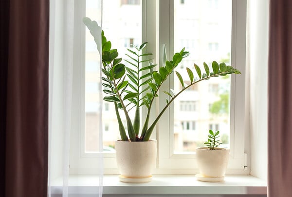 BLOOMIQUE - Lot de 2 - Zamioculcas Zamiifolia - Zamioculcas - Plante d’intérieur - H. 50-60 cm - P. 17 cm - large