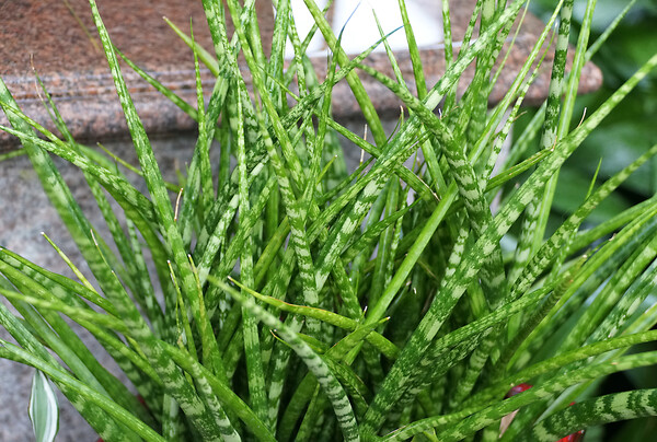 BLOOMIQUE - Sansevieria Fernwood Punk - Langue de belle-mère - Plantes d’intérieur - H. 20-30 cm - P. 12 cm - large