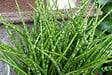 BLOOMIQUE - Sansevieria Fernwood Punk - Langue de belle-mère - Plantes d’intérieur - H. 20-30 cm - P. 12 cm - vignette