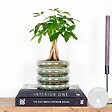 BLOOMIQUE - Pachira Aquatica - Arbre à argent - Plante d’intérieur - Dépolluante - Hauteur 25-35 cm - Pot 12 cm - vignette