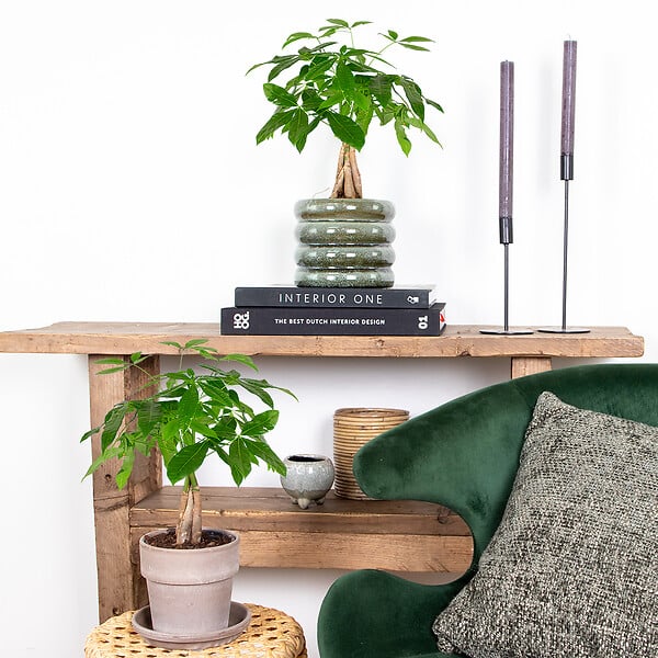 BLOOMIQUE - Pachira Aquatica - Arbre à argent - Plante d’intérieur - Dépolluante - Hauteur 25-35 cm - Pot 12 cm - large