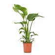 BLOOMIQUE - Strelitzia Nicolai - Plante oiseau de paradis - Fleurs de paradis - Pot 21 cm - Hauteur 90-110 cm - vignette