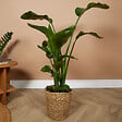 BLOOMIQUE - Strelitzia Nicolai - Plante oiseau de paradis - Fleurs de paradis - Pot 21 cm - Hauteur 90-110 cm - vignette