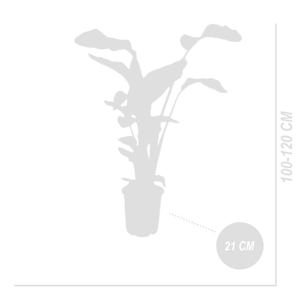 BLOOMIQUE - Strelitzia Nicolai - Plante oiseau de paradis - Fleurs de paradis - Pot 21 cm - Hauteur 90-110 cm - large