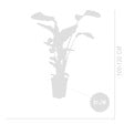 BLOOMIQUE - Strelitzia Nicolai - Plante oiseau de paradis - Fleurs de paradis - Pot 21 cm - Hauteur 90-110 cm - vignette