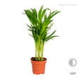 BLOOMIQUE - Lot de 3 - Mélange de palmiers tropicaux - Dypsis, Chamaedorea, Yucca - Facile d’entretien - vignette