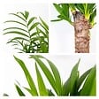 BLOOMIQUE - Lot de 3 - Mélange de palmiers tropicaux - Dypsis, Chamaedorea, Yucca - Facile d’entretien - vignette