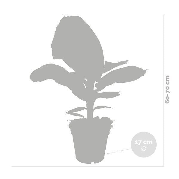 BLOOMIQUE - Lot de 2 - Musa Dwarf Cavendish - Bananier d’intérieur - H. 60-70 cm - P. 17 cm - large