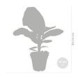 BLOOMIQUE - Lot de 2 - Musa Dwarf Cavendish - Bananier d’intérieur - H. 60-70 cm - P. 17 cm - vignette