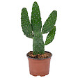 BLOOMIQUE - Opuntia Rubescens - Cactus raquette - Cactus d’intérieur - Hauteur 20-30 cm - Pot 12 cm - vignette