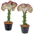 BLOOMIQUE - Lot de 2 - Euphorbia Lactea Cristata - Euphorbe cristée - H. 20-30 cm - P. 11 cm - vignette