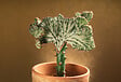 BLOOMIQUE - Lot de 2 - Euphorbia Lactea Cristata - Euphorbe cristée - H. 20-30 cm - P. 11 cm - vignette