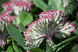 BLOOMIQUE - Lot de 2 - Euphorbia Lactea Cristata - Euphorbe cristée - H. 20-30 cm - P. 11 cm - vignette