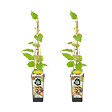 BLOOMIQUE - 2x Actinidia Deliciosa 'Jenny' - Plante Kiwi - Plantes Fruitières - P. 14 cm - H. 60-70cm - vignette