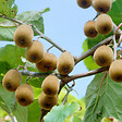 BLOOMIQUE - 2x Actinidia Deliciosa 'Jenny' - Plante Kiwi - Plantes Fruitières - P. 14 cm - H. 60-70cm - vignette