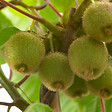 BLOOMIQUE - 2x Actinidia Deliciosa 'Jenny' - Plante Kiwi - Plantes Fruitières - P. 14 cm - H. 60-70cm - vignette
