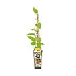 BLOOMIQUE - Actinidia Deliciosa 'Jenny' - Plante Kiwi - Plantes Fruitières - P. 14 cm - H. 60-70cm - vignette