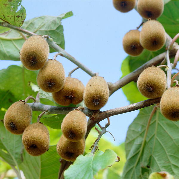 BLOOMIQUE - Actinidia Deliciosa 'Jenny' - Plante Kiwi - Plantes Fruitières - P. 14 cm - H. 60-70cm - large