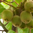 BLOOMIQUE - Actinidia Deliciosa 'Jenny' - Plante Kiwi - Plantes Fruitières - P. 14 cm - H. 60-70cm - vignette