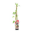 BLOOMIQUE - Rubus Idaeus 'Héritage' - Framboos Plant - Fruitplanten - Tuinplanten - Rustique - P. 14 cm - vignette