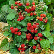 BLOOMIQUE - Rubus Idaeus 'Héritage' - Framboos Plant - Fruitplanten - Tuinplanten - Rustique - P. 14 cm - vignette