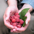 BLOOMIQUE - Rubus Idaeus 'Héritage' - Framboos Plant - Fruitplanten - Tuinplanten - Rustique - P. 14 cm - vignette