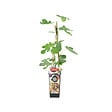 BLOOMIQUE - Ficus Carica 'Brown Turkey' - Figuier - Arbres fruitiers - Plantes de jardin - P. 14 cm - H. 60-70cm - vignette