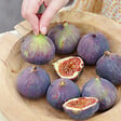 BLOOMIQUE - Ficus Carica 'Brown Turkey' - Figuier - Arbres fruitiers - Plantes de jardin - P. 14 cm - H. 60-70cm - vignette