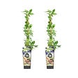 BLOOMIQUE - 2x Vaccinium Corymbosum 'Goldtraube' - Myrtille - Plantes fruitières - P. 14 cm - H. 60-70cm - vignette