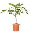 BLOOMIQUE - Ficus carica 'Brown Turkey' - Figuier - Arbre fruitier - Plante de jardin - H. 60-80 cm - P. 17 cm - vignette