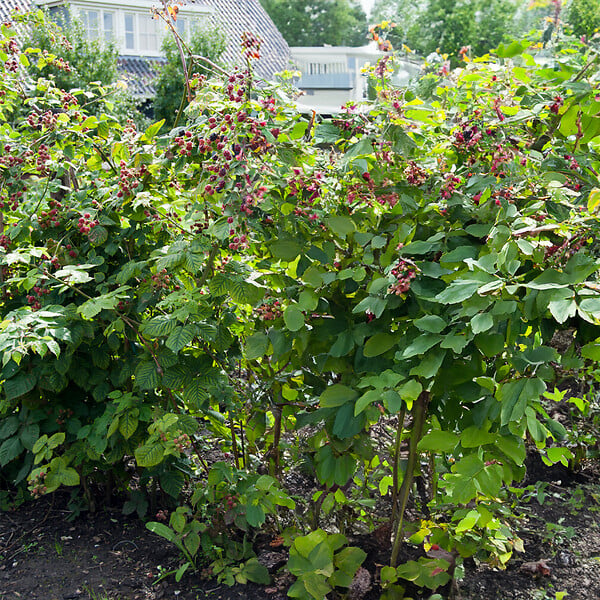 BLOOMIQUE - 2x Rubus Fruticosus 'Thornfree' - Mûrier - Plantes fruitières - P. 14 cm - H. 60-70cm - large