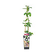 BLOOMIQUE - Rubus Fruticosus 'Thornfree' - Mûrier - Plantes fruitières - P. 14 cm - H. 60-70cm - vignette
