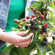 BLOOMIQUE - Rubus Fruticosus 'Thornfree' - Mûrier - Plantes fruitières - P. 14 cm - H. 60-70cm - vignette