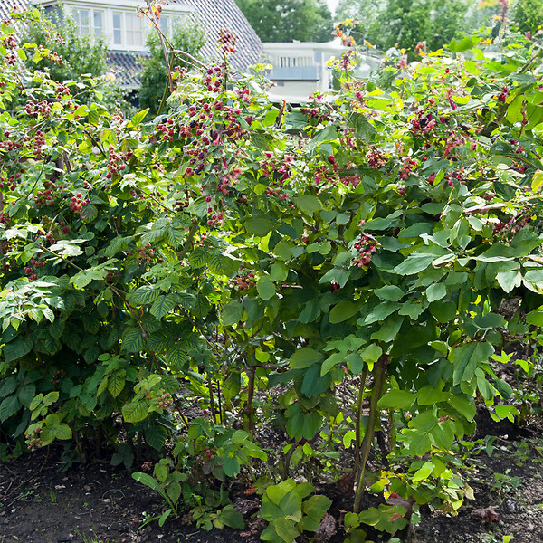 BLOOMIQUE - Rubus Fruticosus 'Thornfree' - Mûrier - Plantes fruitières - P. 14 cm - H. 60-70cm - large