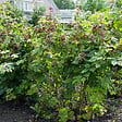 BLOOMIQUE - Rubus Fruticosus 'Thornfree' - Mûrier - Plantes fruitières - P. 14 cm - H. 60-70cm - vignette