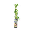 BLOOMIQUE - Vaccinium Corymbosum 'Goldtraube' - Myrtille - Plantes fruitières - P. 14 cm - H. 60-70cm - vignette