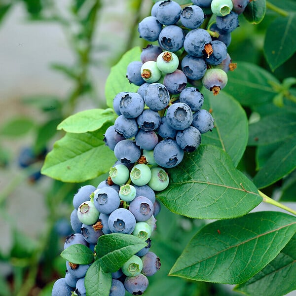 BLOOMIQUE - Vaccinium Corymbosum 'Goldtraube' - Myrtille - Plantes fruitières - P. 14 cm - H. 60-70cm - large