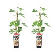 BLOOMIQUE - 2x Ficus Carica 'Brown Turkey' - Figuier - Arbres fruitiers - P. 14 cm - H. 60-70cm - vignette