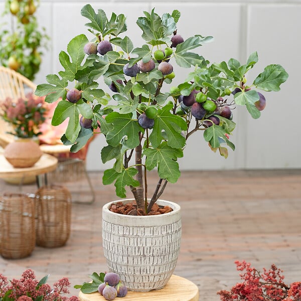 BLOOMIQUE - 2x Ficus Carica 'Brown Turkey' - Figuier - Arbres fruitiers - P. 14 cm - H. 60-70cm - large
