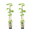 BLOOMIQUE - 2x Vitis Vinifera 'Vroege van der Laan' - Plant de raisin - Raisins blancs - P. 14 cm - H. 60-70cm - vignette