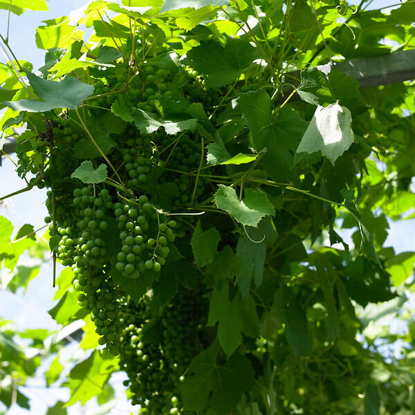BLOOMIQUE - 2x Vitis Vinifera 'Vroege van der Laan' - Plant de raisin - Raisins blancs - P. 14 cm - H. 60-70cm - large