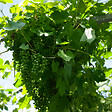 BLOOMIQUE - 2x Vitis Vinifera 'Vroege van der Laan' - Plant de raisin - Raisins blancs - P. 14 cm - H. 60-70cm - vignette