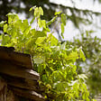 BLOOMIQUE - 2x Vitis Vinifera 'Vroege van der Laan' - Plant de raisin - Raisins blancs - P. 14 cm - H. 60-70cm - vignette
