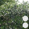 BLOOMIQUE - Lot de 3 - Trachelospermum Jasminoides - Jasmin étoilé - Plante grimpante - Rustique - 15-20 cm - vignette