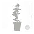 BLOOMIQUE - Lot de 3 - Trachelospermum Jasminoides - Jasmin étoilé - Plante grimpante - Rustique - 15-20 cm - vignette