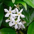 BLOOMIQUE - Lot de 3 - Trachelospermum Jasminoides - Jasmin étoilé - Plante grimpante - Rustique - 15-20 cm - vignette