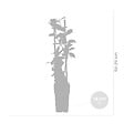 BLOOMIQUE - Wisteria floribunda 'Alba' - Glycine blanche - Grimpante - Plante de jardin - H. 50-70 cm - P. 15 cm - vignette